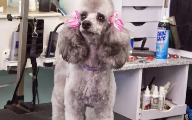 Bavette's Grooming Spa in West Covina, CA