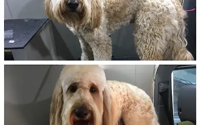 Pawpular A Mobile Dog Spa in Conroe, TX