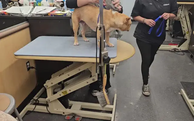 PetSmart Grooming in Downey, CA