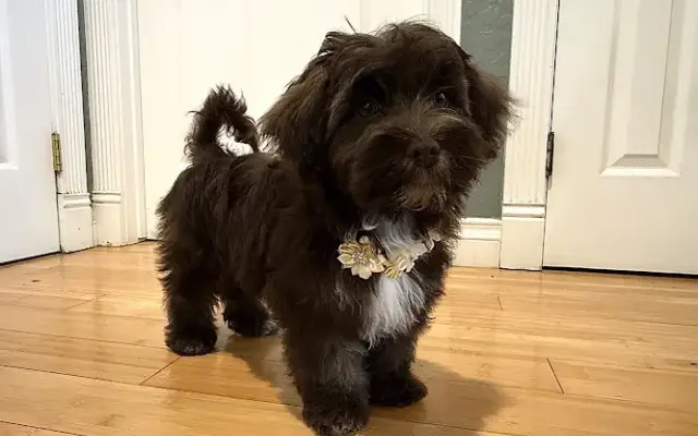 groomed by an angell in San Leandro, CA