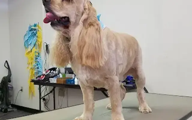 Premier Petcare in Fitzgerald, GA