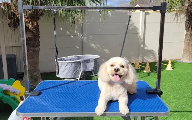 Oh My Paws Mobile Grooming in Edinburg, TX