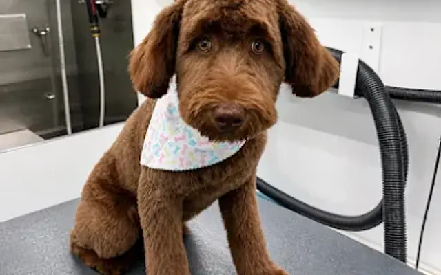 Pet Kingdom Inc - Mobile Pet Grooming Service in Uxbridge, MA