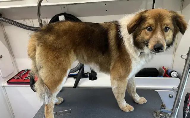 Gingerly Grooming in Riverside, CA