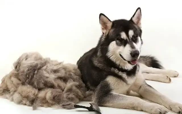 Luxury Pet Groomers in Houston, TX