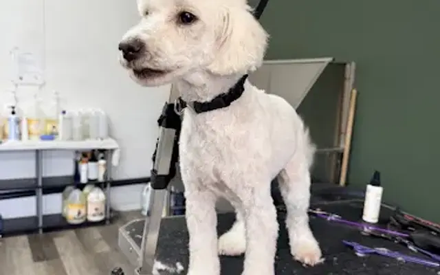 Auntie Molly's Grooming in El Cajon, CA