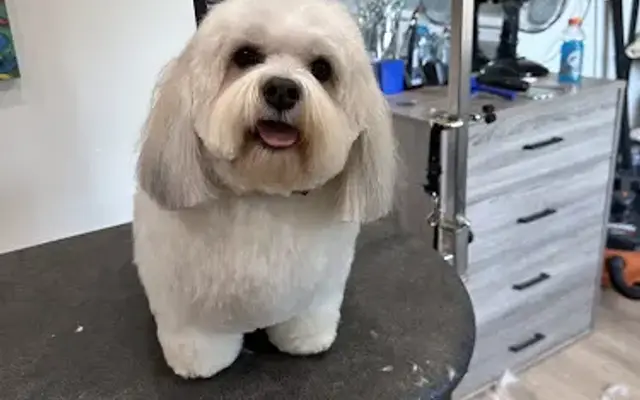 Pup In Style in Greer, SC