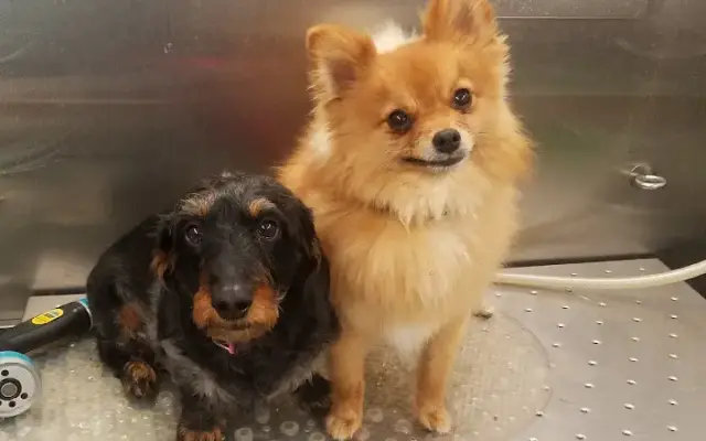 Sparkling Paws Mobile Grooming Salon in Pittstown, NJ