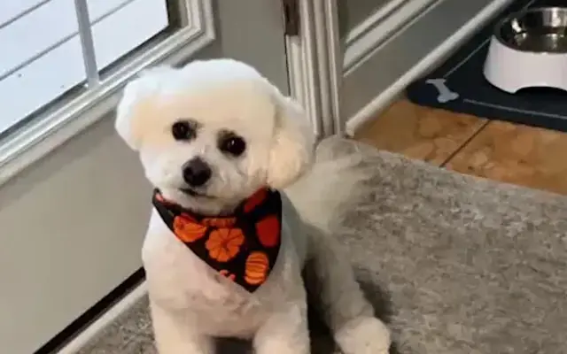 Beautiful Beast Grooming Salon in Owensboro, KY