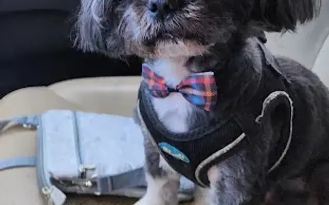 Grooming Gallery in Seminole, FL