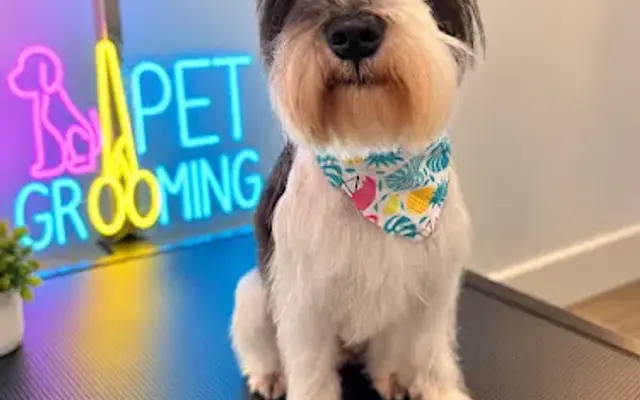 Salvatore Pet Grooming in Jarrell, TX