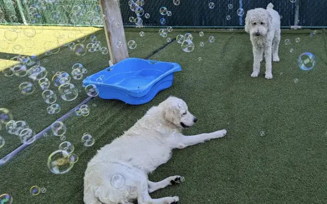 Bonita Boarding Kennel and Pet Camp in Bonita Springs, FL