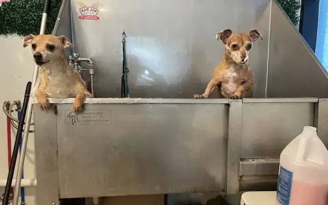 That Girl Pet Services in Brandon, FL
