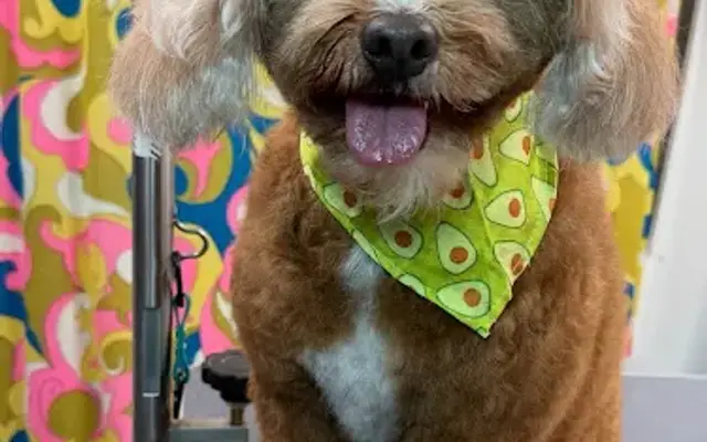 Supple Paws Mobile Grooming in Portland, OR