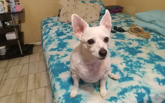 Moon Paws Grooming in Margate, FL