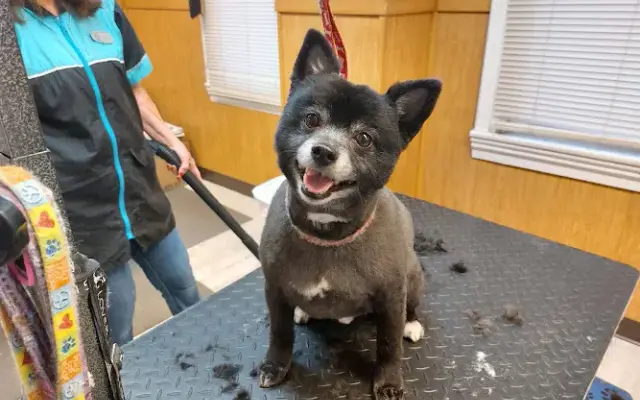 Groomingdales Dog Spa in Meadville, PA
