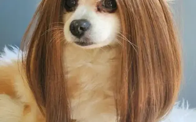 Bichon Frisé Discount Hair Alternatives for Dogs in Oakland, CA