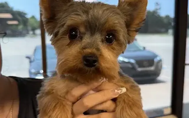 Little Paws Pet Salon in Edmond, OK