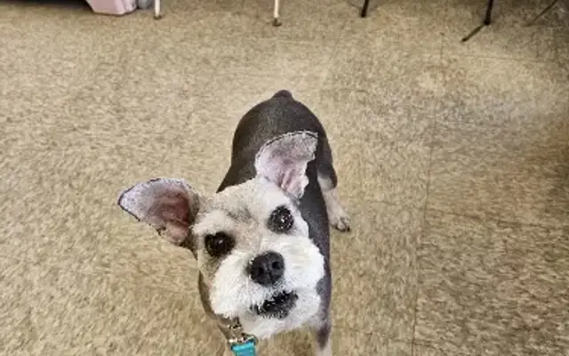 MONSTER GROOMING BY JENI in Mineral Wells, TX