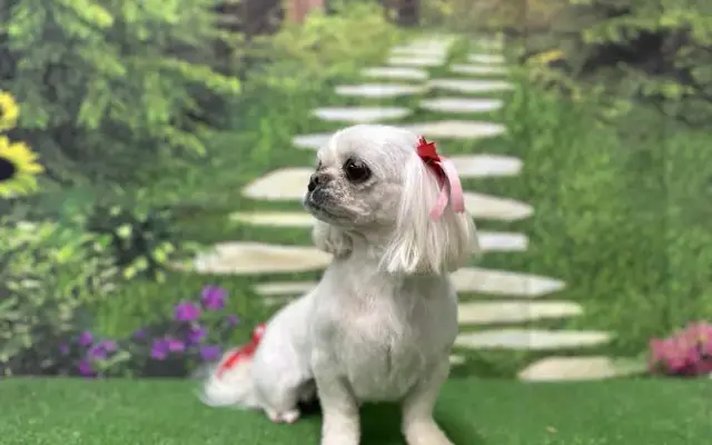 Silver Paw Pet Resort in Eden, NC