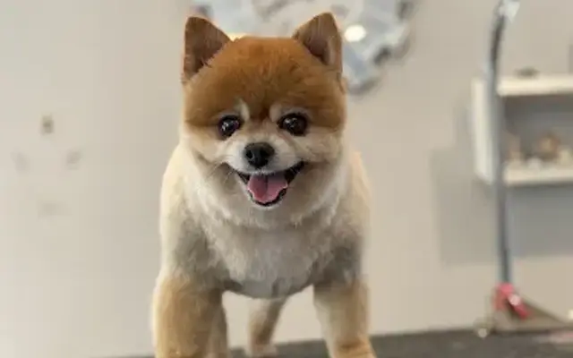 Toby Lynn's Mobile Grooming in Dallas, TX