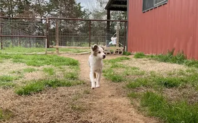 K's Mutt Hut in Brenham, TX
