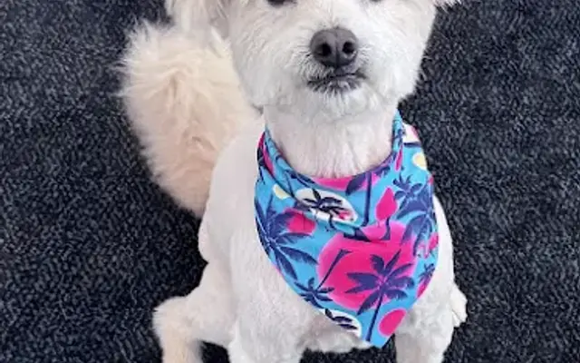 Growlerz Grooming in Seattle, WA