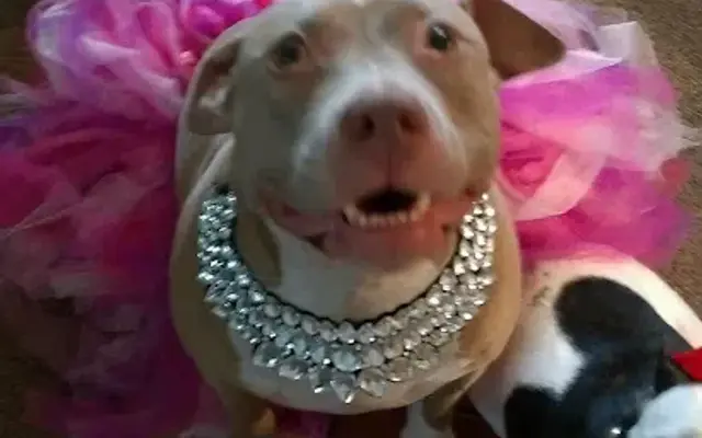 TLC Pet Grooming in Tyler, TX