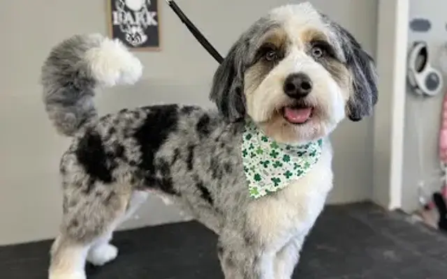 Grooming by Halie in Washington, PA