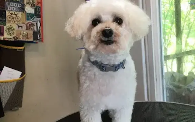 Lori's Dog Grooming in Frohna, MO