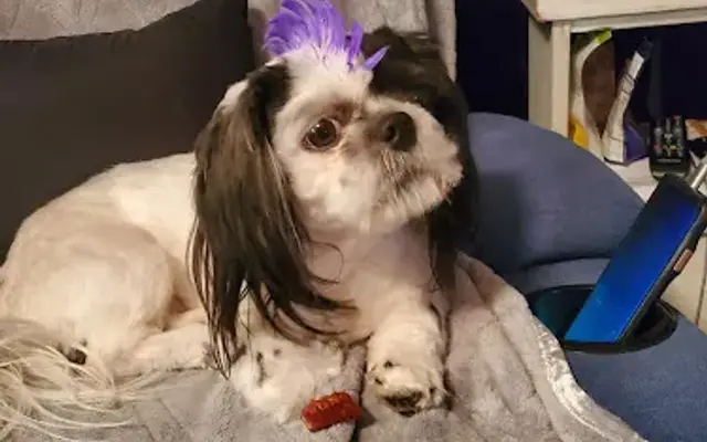 Fleahop Grooming in Eclectic, AL