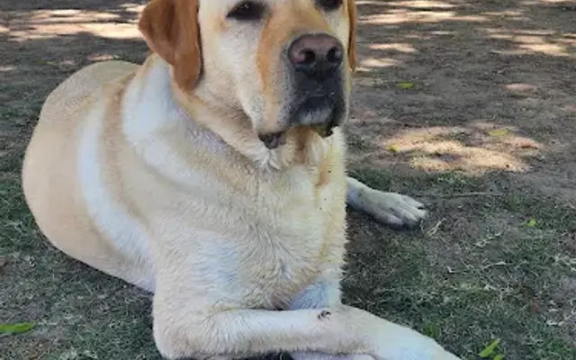 Canine Country Club in Katy, TX