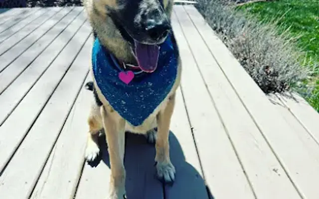Woofman's Lodge Pet Resort in Kenosha, WI