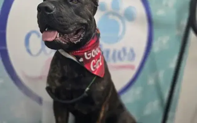Clean Paws Mobile Grooming in El Paso, TX