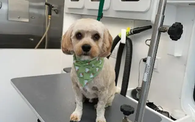 Royal Fur Mobile Grooming in North Brunswick Township, NJ