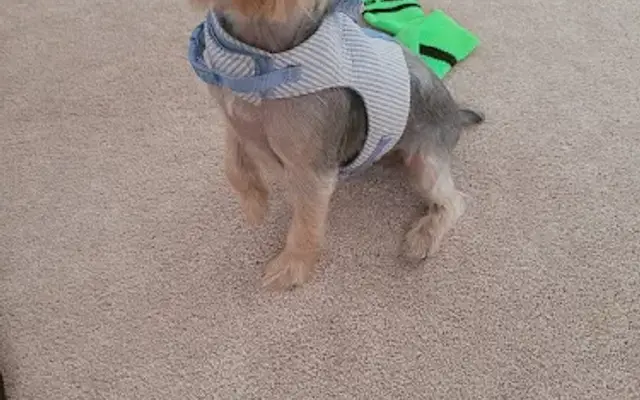 Grooming By Lisa in Snellville, GA