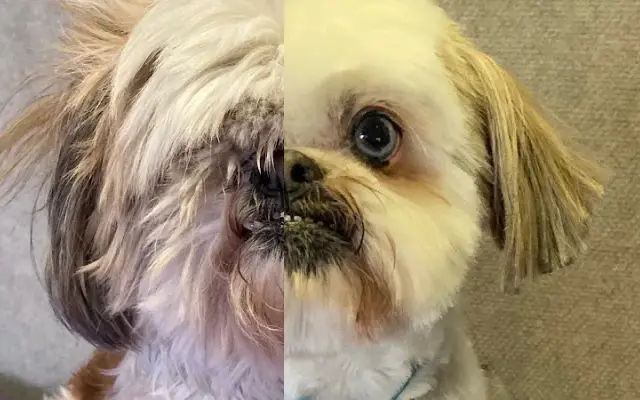 Magoo’s All Pets Mobile Grooming in Sherman Oaks, CA