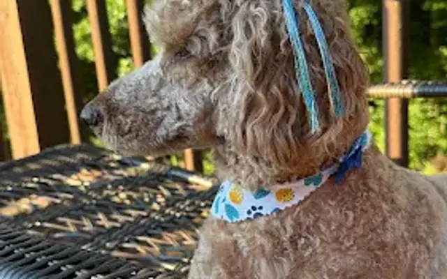 Kut & Fluff Pet Resort and Spa in Bristol, VA