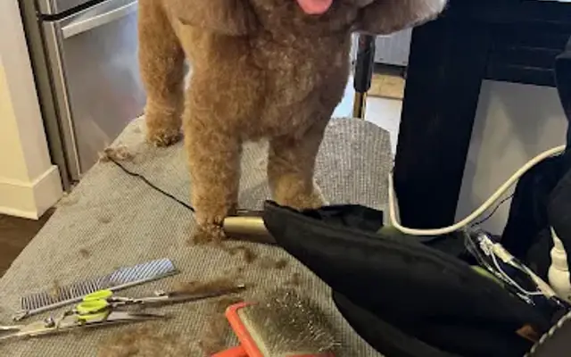 SFT in Home Grooming in Port Jefferson Station, NY