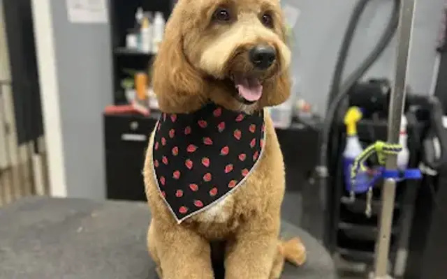 Smoochie Pooch in Lafayette, IN