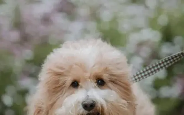 Pampered Pets Salon & Spa in Fallbrook, CA