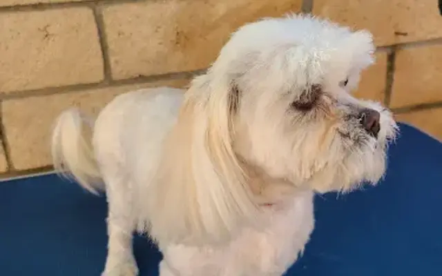 Janet's Pampered Pets in Montclair, CA