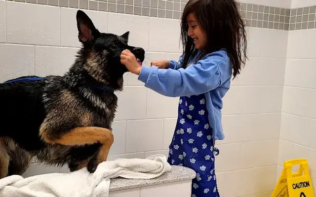 Muddy Buddies Dog Wash in Soddy-Daisy, TN