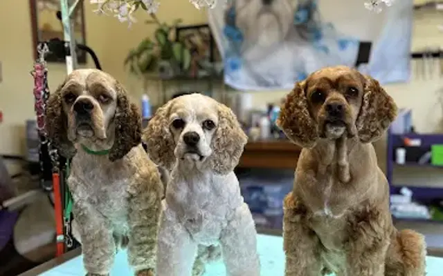 Serendipity Grooming Salon in Sevierville, TN
