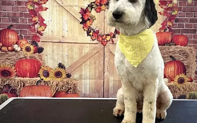 Chez's Paw Spa in Elmora, PA