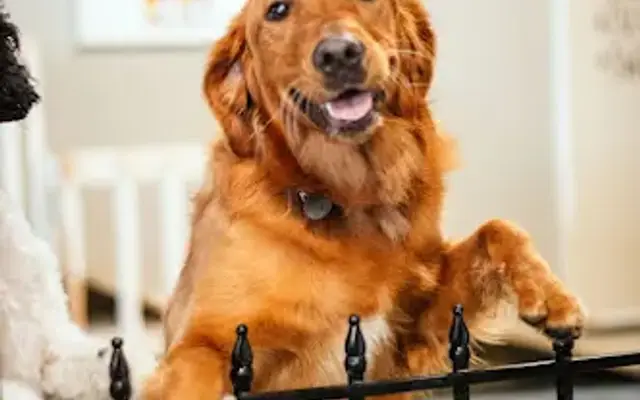 Abigail's Waggin' Tails Pet Lodging & Grooming in Cullman, AL