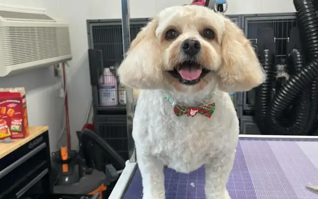 Clean Cut K-9's in Hanover, PA