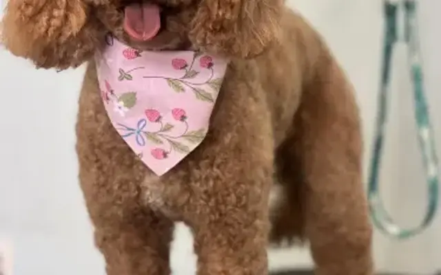 All Fluffed Up Dog Grooming and Training in Chancellor, AL