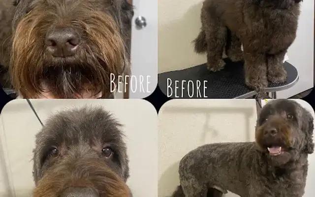 Aurora’s Pet Spa in Dawsonville, GA