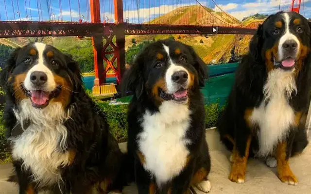 Bonamigo Pet Grooming in Tiburon, CA